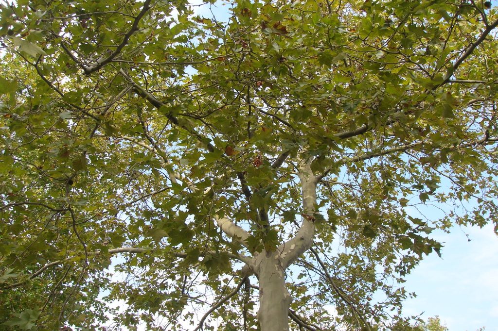 Μύκητες εισαγωγής που εξαπλώνονται γρήγορα ξεραίνουν τα ελληνικά δάση – Πού εντοπίζεται το πρόβλημα