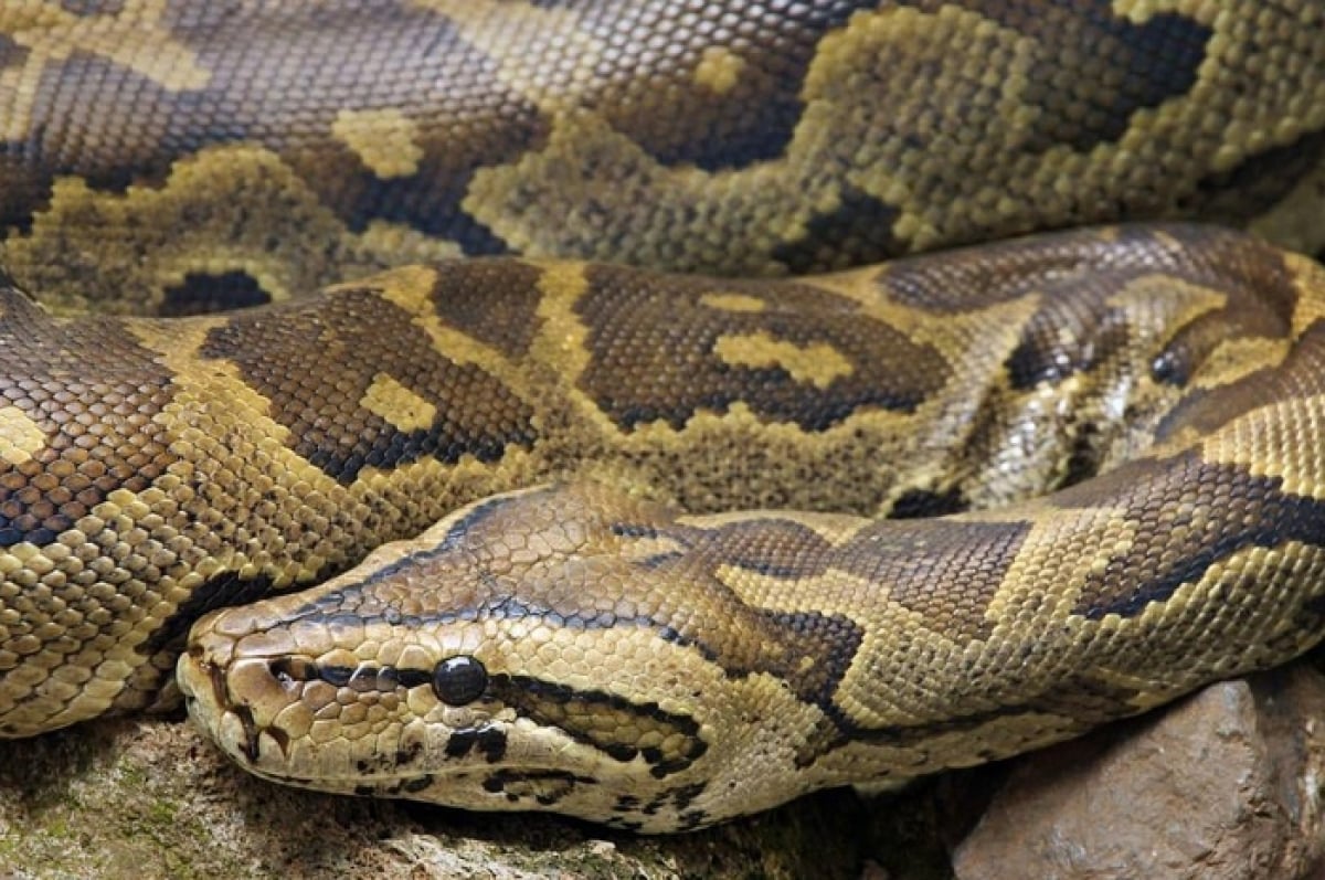 ΗΠΑ: Κυνηγοί φιδιών στη Φλόριντα έπιασαν τεράστιο πύθωνα – Δείτε εικόνες