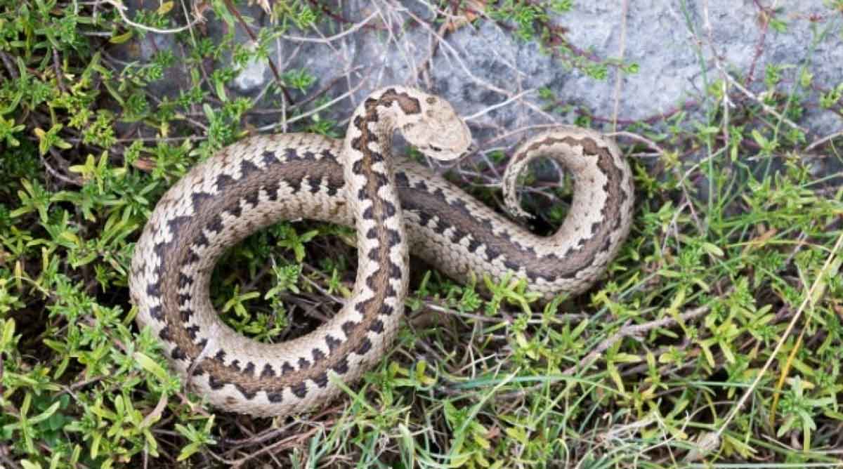 Εύβοια: Οχιά δάγκωσε 40χρονο σε χωράφι – Νοσηλεύεται στη ΜΕΘ