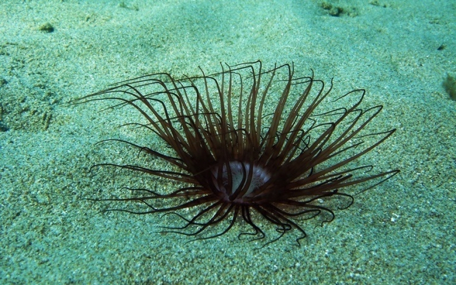 Χανιά: Στο νοσοκομείο δύο ανήλικα παιδιά μετά από τσίμπημα θαλάσσιας ανεμώνης