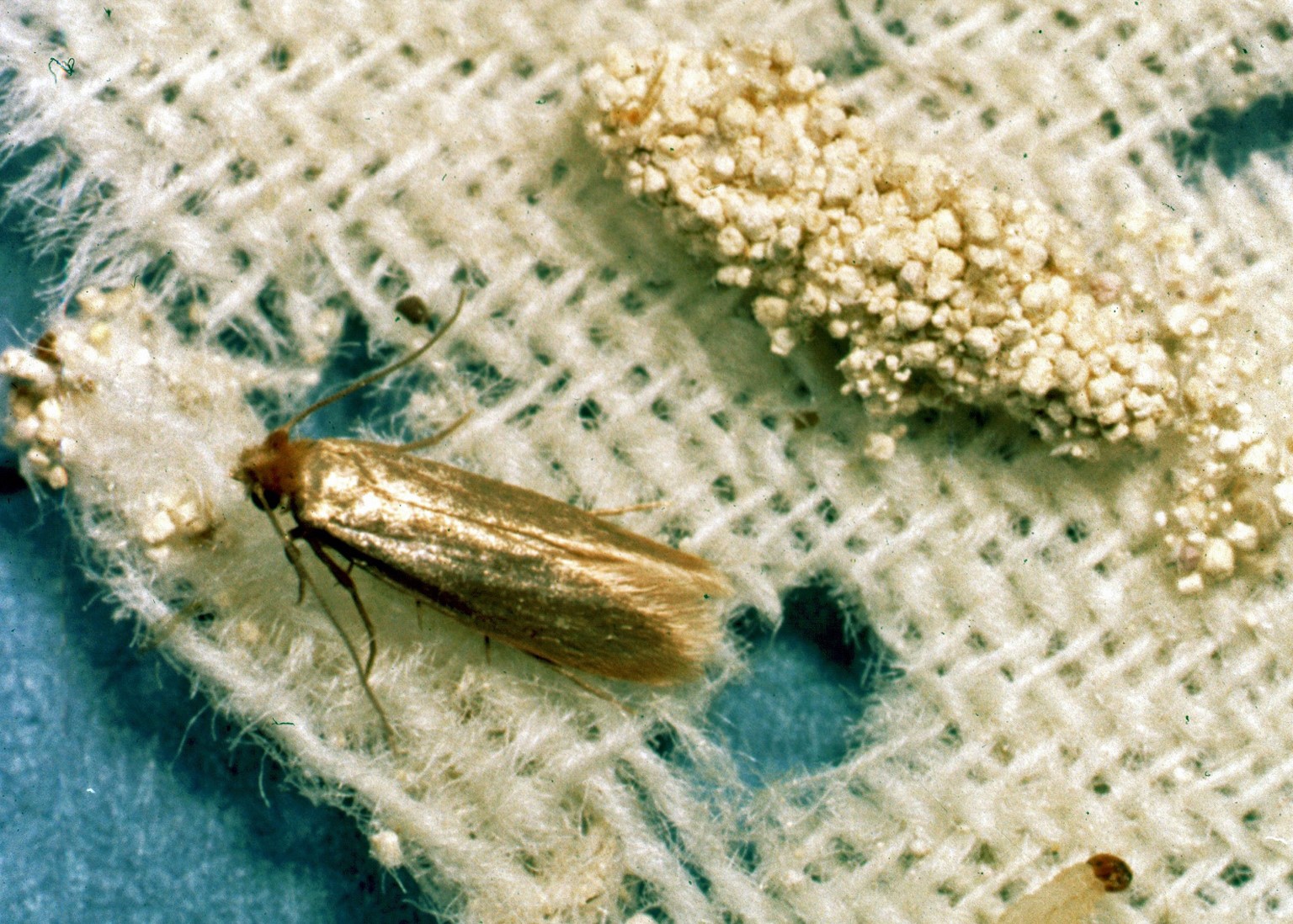 Πώς να κρατήσετε μακριά τους σκόρους με ένα μόνο υλικό