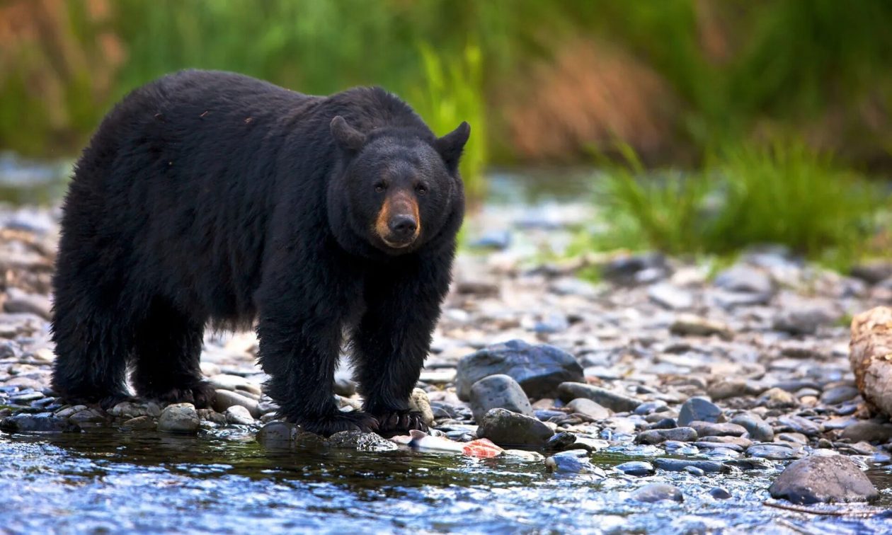 ΗΠΑ: Για πρώτη φορά μετά από μία δεκαετία κάμερα κατέγραψε μαύρη αρκούδα σε πάρκο στην Καλιφόρνια (βίντεο)