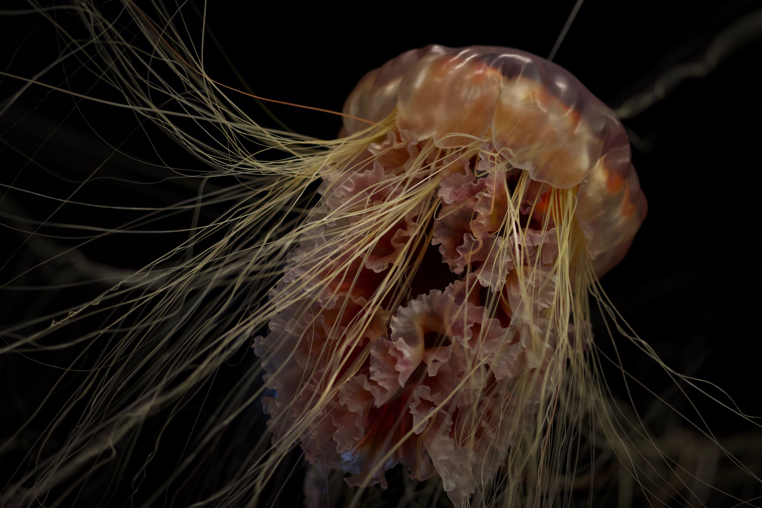 Ανακαλύφθηκε μέδουσα που έχει το μέγεθος… δεκαώροφου κτιρίου! – Τα πλοκάμια της εκκρίνουν νευροτοξίνες