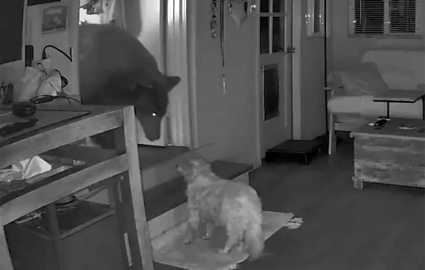 Καλιφόρνια: Σκύλος αναμετράται με αρκούδα σε σπίτι (βίντεο)