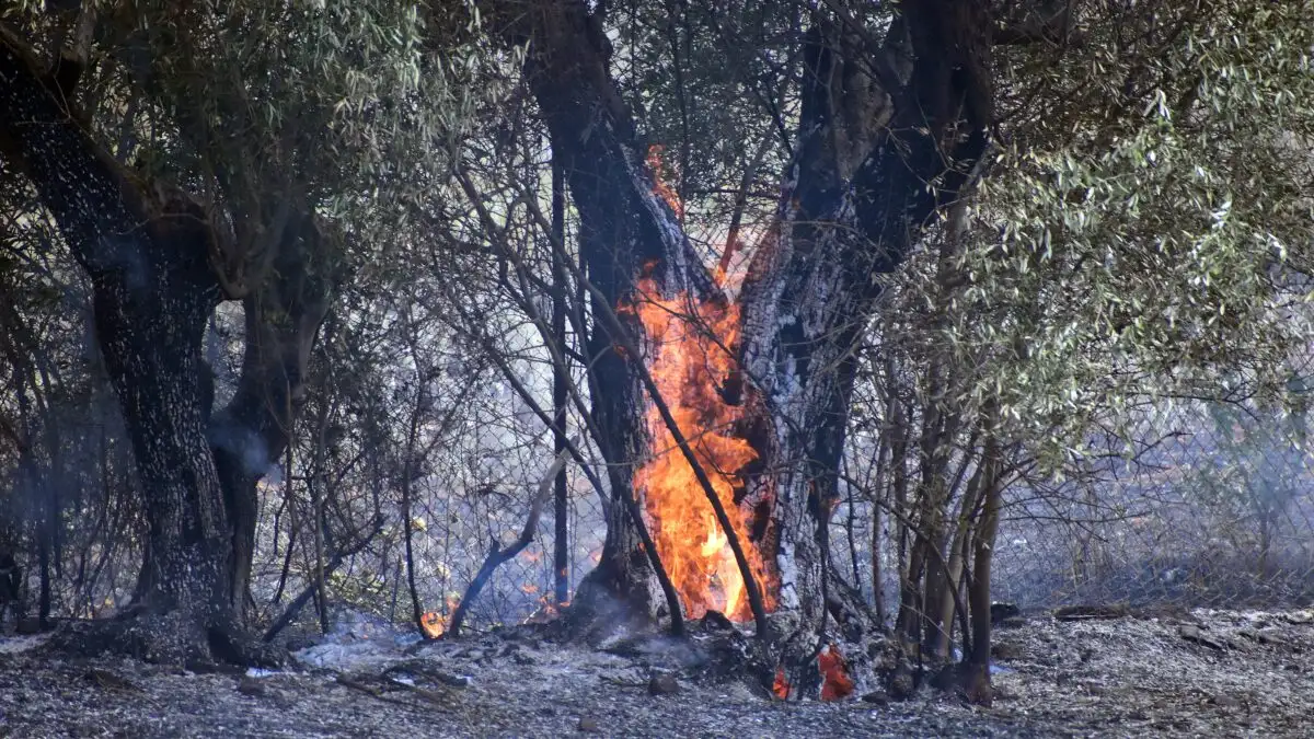 Φωτιά στη Νάξο: Καίγεται δάσος στην περιοχή Κινίδαρος – Ισχυρή κινητοποίηση της Πυροσβεστικής 