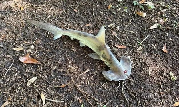 Νότια Καρολίνα: Σφυροκέφαλος καρχαρίας «έπεσε» από τον ουρανό σε γήπεδο γκολφ! – Πώς συνέβη (φωτο)