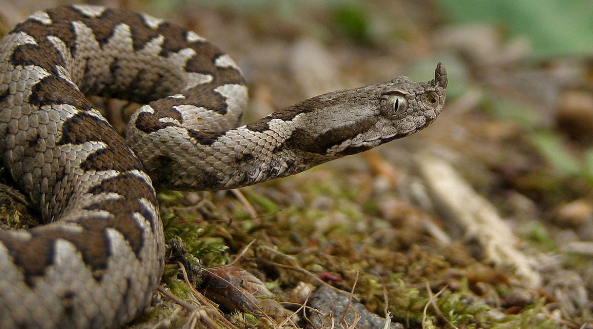 Αυτό είναι το πιο επικίνδυνο φίδι της Ευρώπης – Πού εντοπίζεται στη χώρα μας