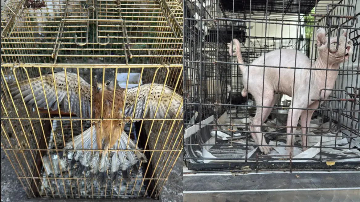 Αγία Παρασκευή: Εξιχνιάστηκε υπόθεση παράνομου εμπορίου ζώων συντροφιάς – Δύο συλλήψεις