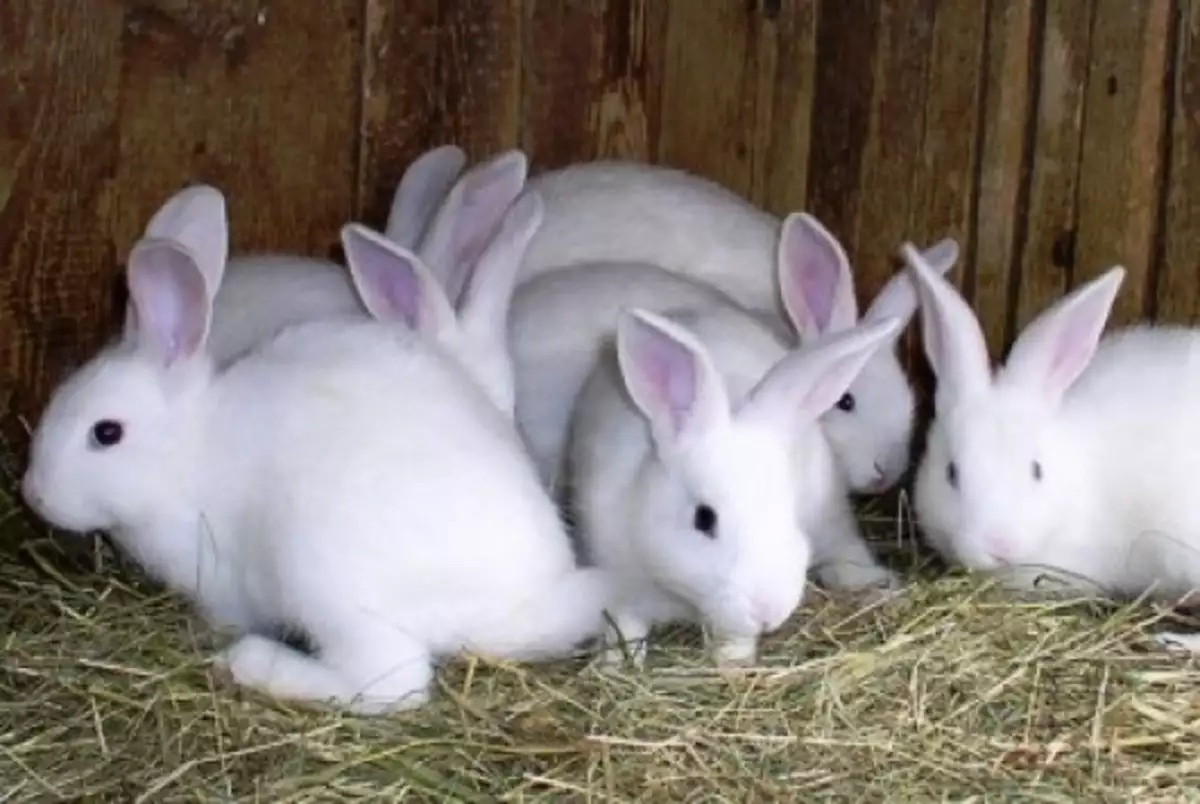 Αυξάνονται τα κουνέλια στις «πράσινες» περιοχές της Αθήνας – Ποιος ο λόγος