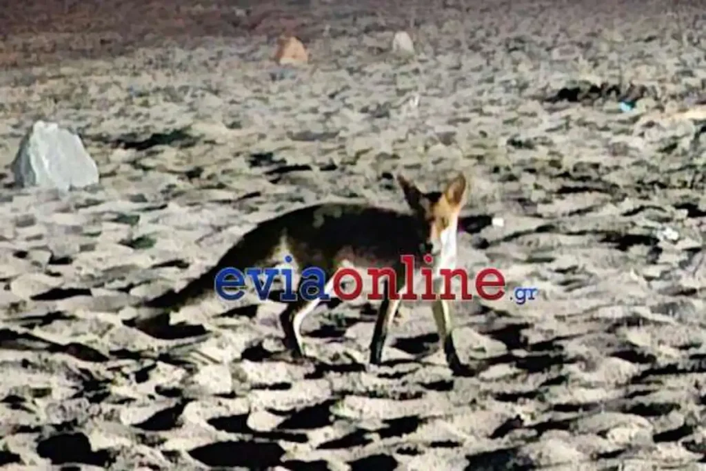 Αλεπού εμφανίστηκε σε παραλία της Εύβοιας ψάχνοντας τροφή – Δείτε βίντεο