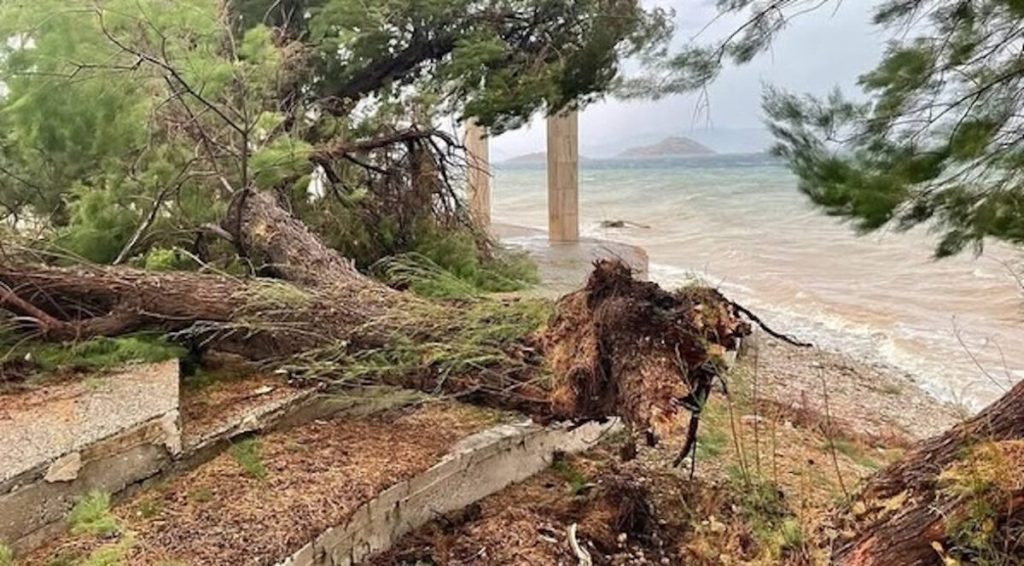 Ξεριζώθηκαν δέντρα στα Μέγαρα εξαιτίας των σφοδρών ανέμων (βίντεο)