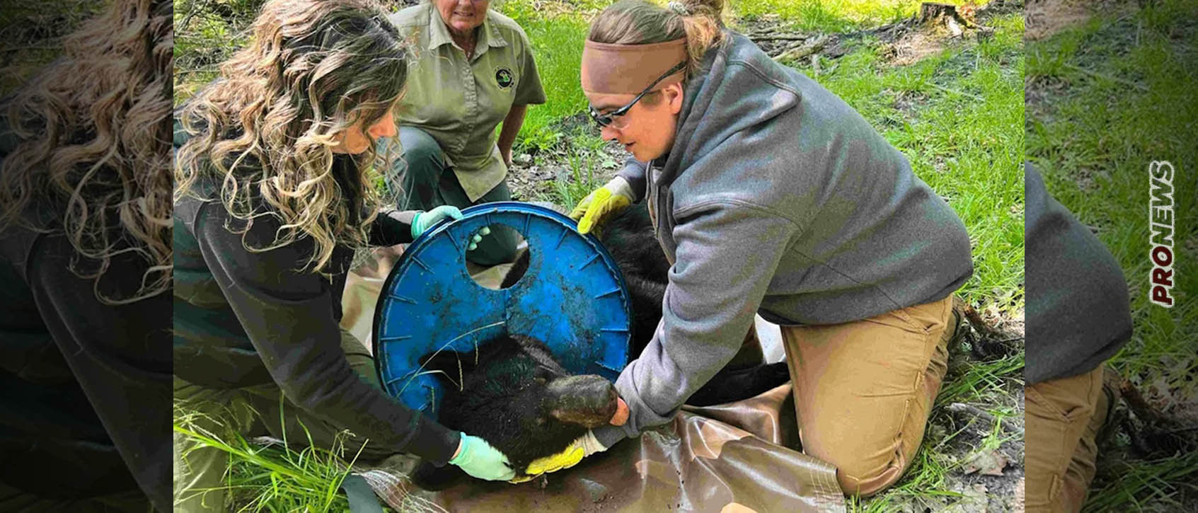 Επιστήμονες στις ΗΠΑ κατάφεραν να απελευθερώσουν μαύρη αρκούδα από… πλαστικό καπάκι μετά από δυό χρόνια