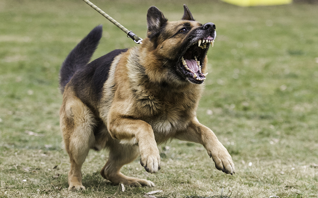 Σκύλος επιτέθηκε σε 5χρονο κοριτσάκι στη Θεσσαλονίκη – Στο νοσοκομείο το ανήλικο παιδί