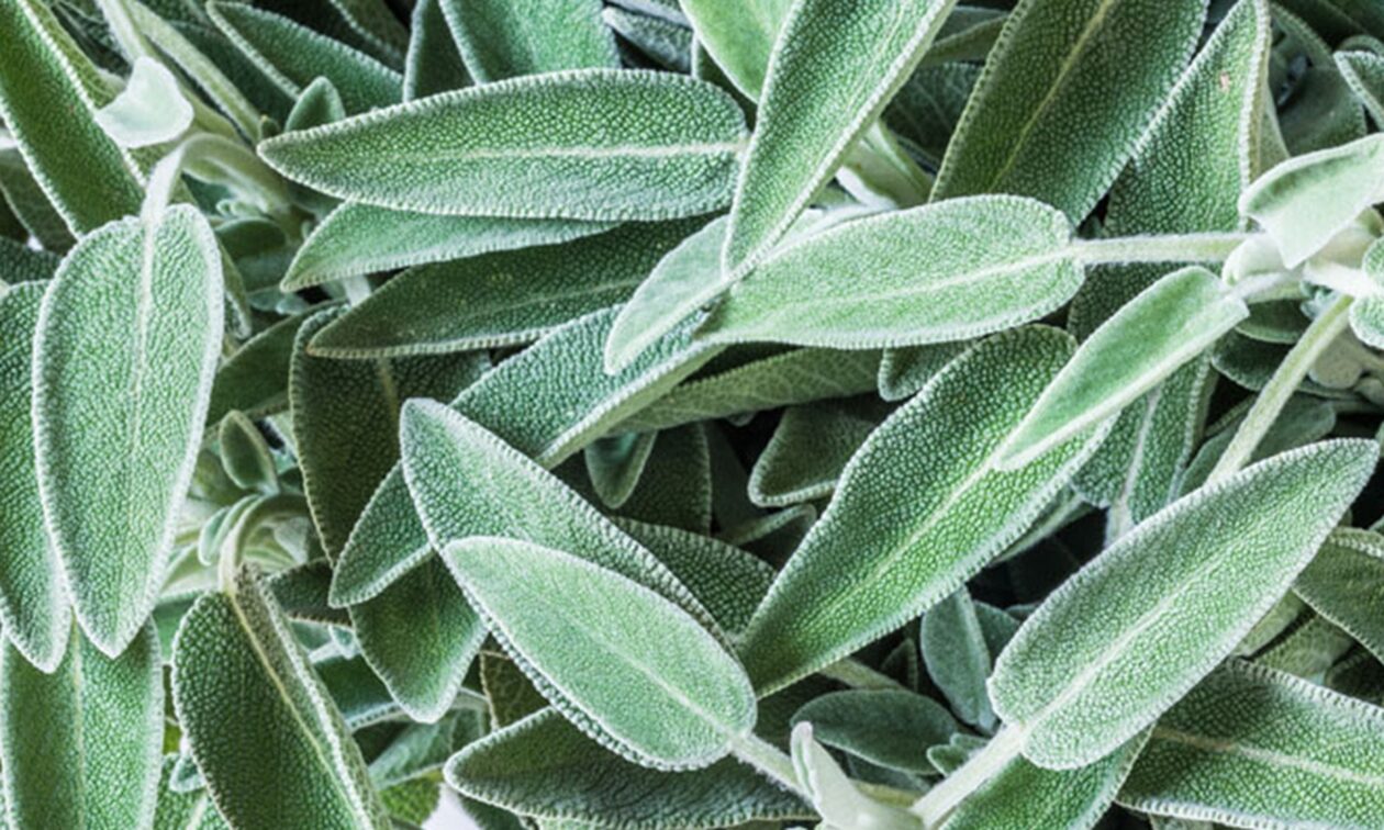 Αυτό είναι το αντικαρκινικό βότανο που αφθονεί στην Κρήτη