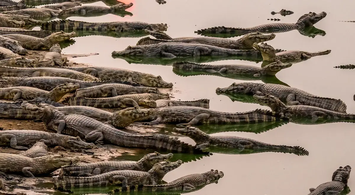 «Κόβει» την ανάσα το κέντρο κράτησης μεταναστών στη Φλόριντα: «Όποιος αποδράσει τον περιμένουν οι αλιγάτορες» (vid)