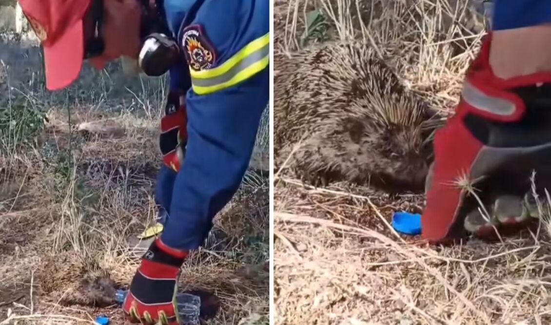 Βίντεο: Η στιγμή που πυροσβέστης δίνει νερό σε σκαντζόχοιρο μετά τη φωτιά στο Κιλκίς