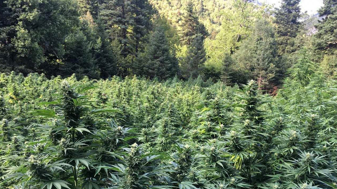 Θεσσαλονίκη: Ισόβια κάθειρξη σε τρεις Αλβανούς για καλλιέργεια 1.087 δενδρυλλίων κάνναβης