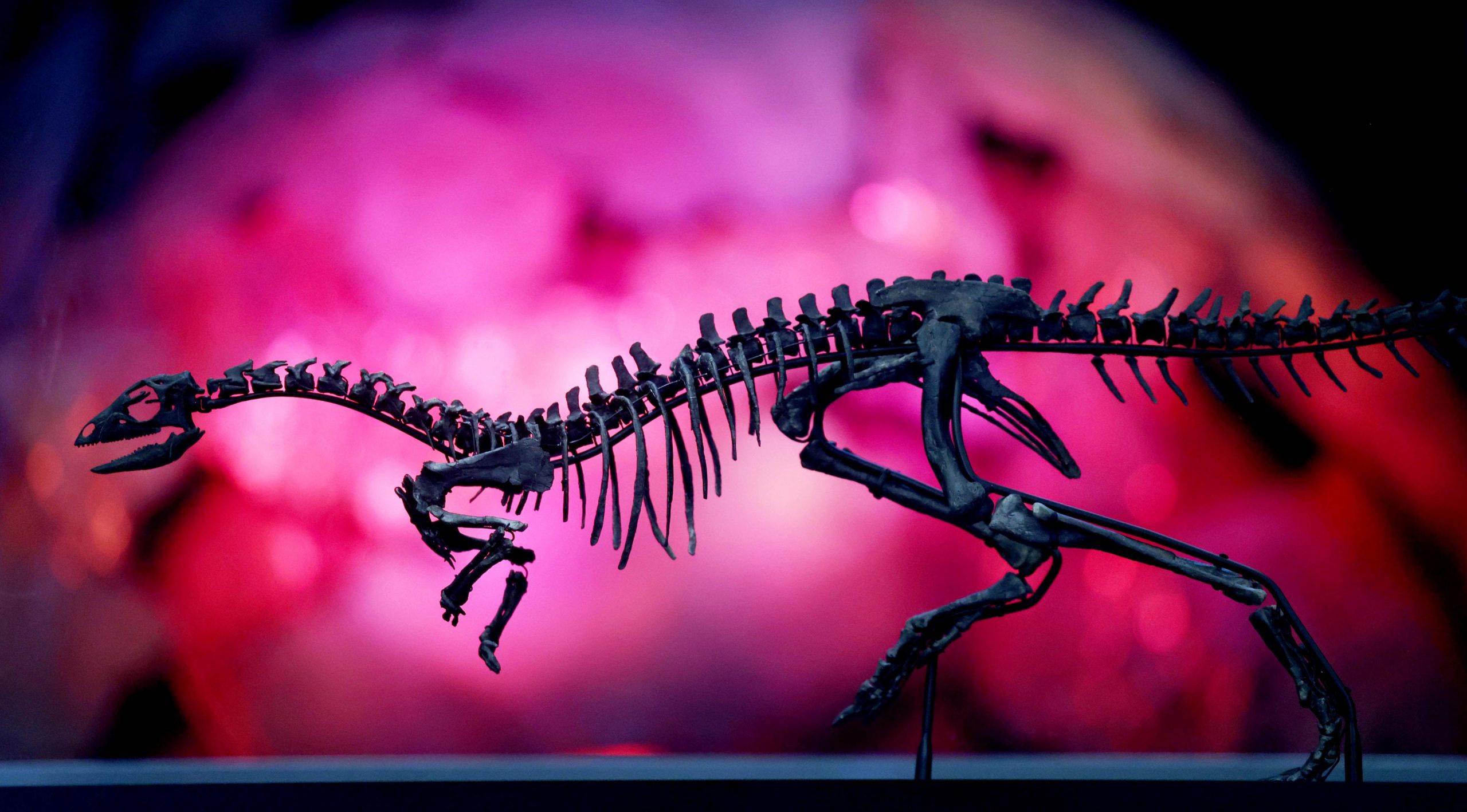 ΗΠΑ: Ανακαλύφθηκε νέο είδος δεινοσαύρου με μέγεθος παρόμοιο με ενός λαμπραντόρ!