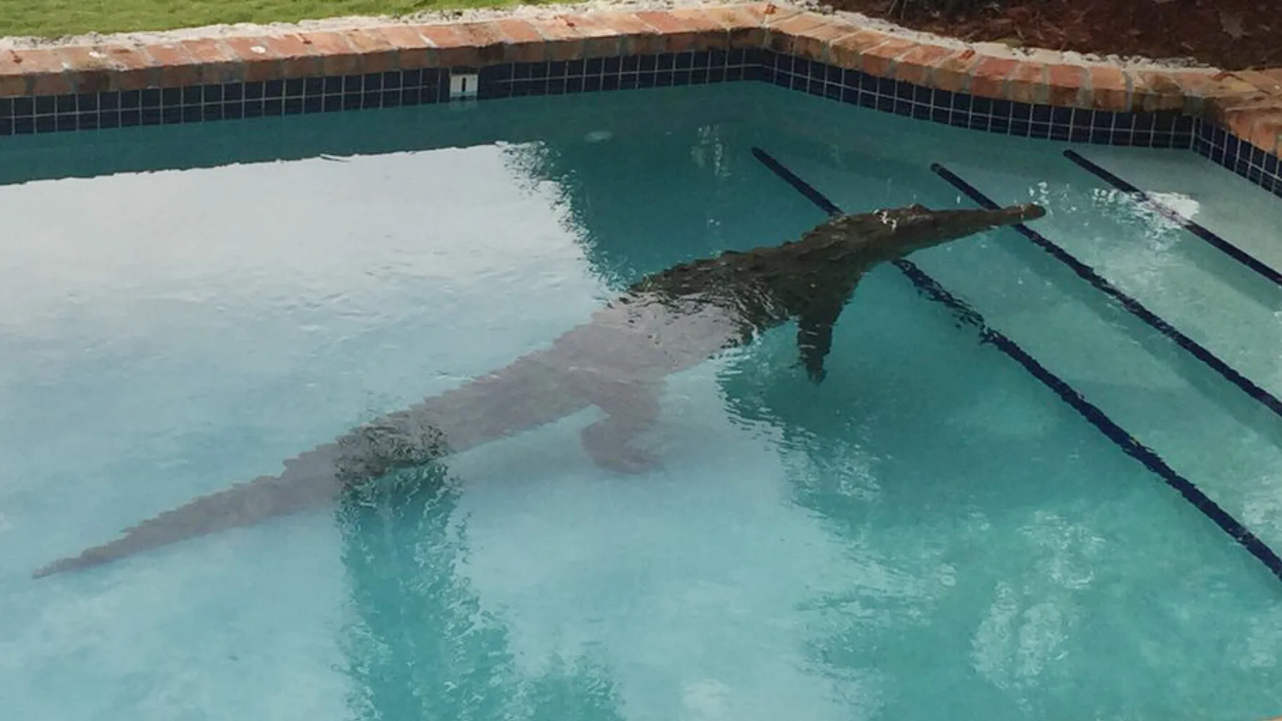 Βίντεο: Άνδρας στη Φλόριντα ξύπνησε και είδε έναν… αλιγάτορα να κολυμπάει στην πισίνα του