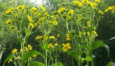 Αρχαία Ελλάδα: Το μυστηριώδες βότανο που κόστιζε το βάρος του σε ασήμι