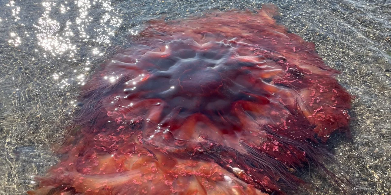ΗΠΑ: Τεράστια μέδουσα εντοπίστηκε σε παραλία στο Πόρτλαντ – Δείτε εικόνες