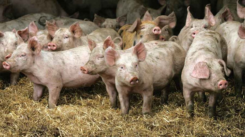 Σέρρες: Εντοπίστηκε κρούσμα πανώλης σε χοίρους – «Ενεργοποιήθηκαν» έκτακτα μέτρα προστασίας