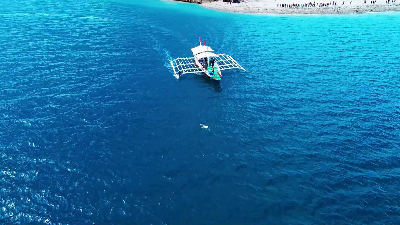 Φιλιππίνες: Αγελάδα δραπέτευσε από διαγωνισμό ροντέο και κινδύνεψε να πνιγεί σε λιμνοθάλασσα – Πώς σώθηκε (βίντεο)