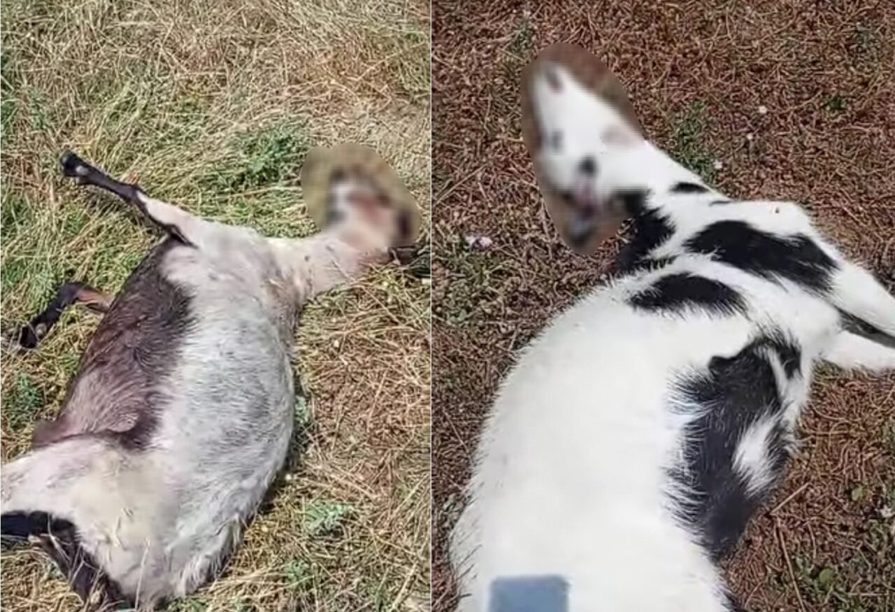 Αμφιλοχία: Αγέλη λύκων κατασπάραξε αιγοπρόβατα στο Αυλάκι Βάλτου (βίντεο)