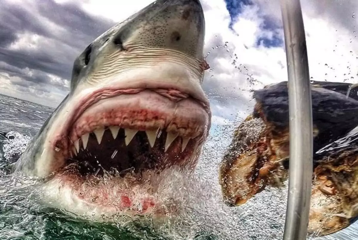 «Τα σαγόνια του καρχαρία»: Το νεότερο αγόρι που έπαιξε στην ταινία δεν μπήκε ποτέ ξανά στη θάλασσα – Ποιος ο λόγος