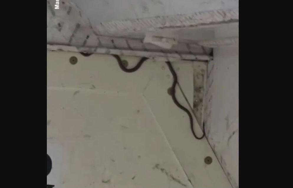 Aυστραλία: Αναστάτωση σε αεροδρόμιο – Φίδι που εντοπίστηκε σε αποσκευές καθυστέρησε την πτήση (βίντεο)