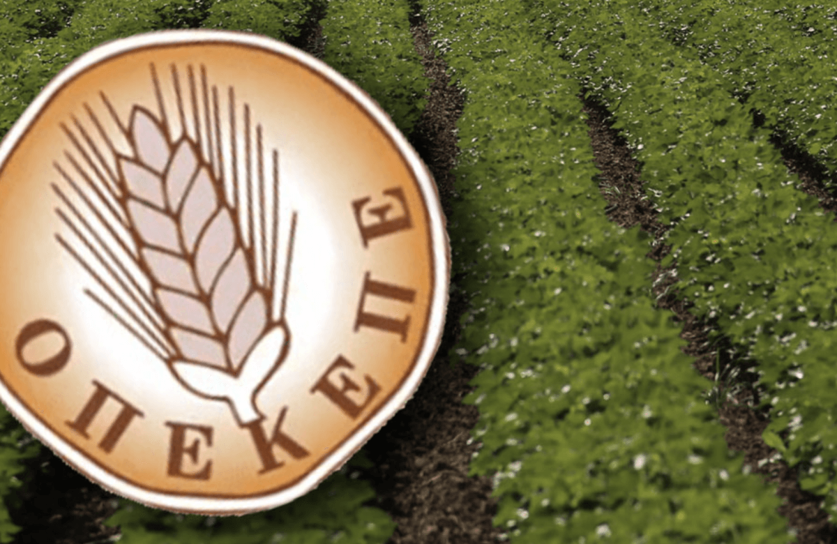 Σκάνδαλο ΟΠΕΚΕΠΕ: Έπαιρναν επιδοτήσεις για ελιές μέσα σε… αεροδρόμιο αλλά και για χασισοφυτείες!