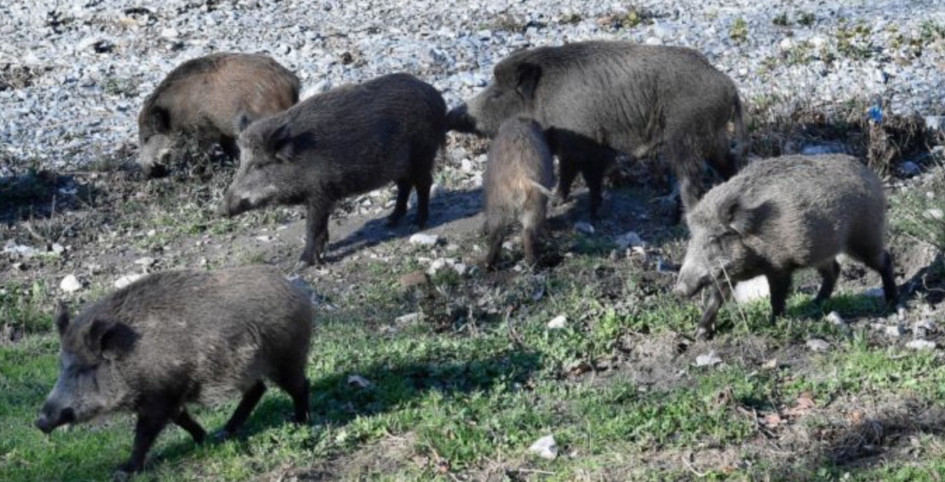 Eμφανίστηκε «αγέλη» από αγριογούρουνα στους δρόμους της Καλαμπάκας – Δείτε βίντεο