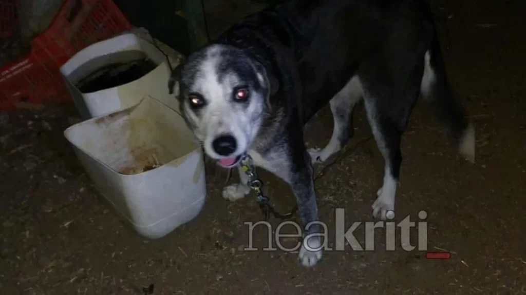 Κρήτη: Καταγγελία για κακοποίηση ζώων – Σκυλιά νηστικά και αλυσοδεμένα χωρίς καθαρό νερό (φωτο) 