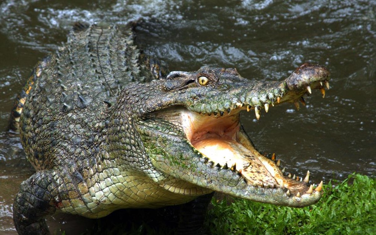 Ινδονησία: Φρικτός θάνατος για 80χρονο σε ποτάμι – Τον άρπαξε κροκόδειλος ενώ έκανε μπάνιο (βίντεο)