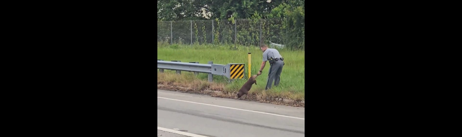 Βίντεο: Η στιγμή που αστυνομικοί κυνηγούν γουρουνάκι στην μέση του δρόμου