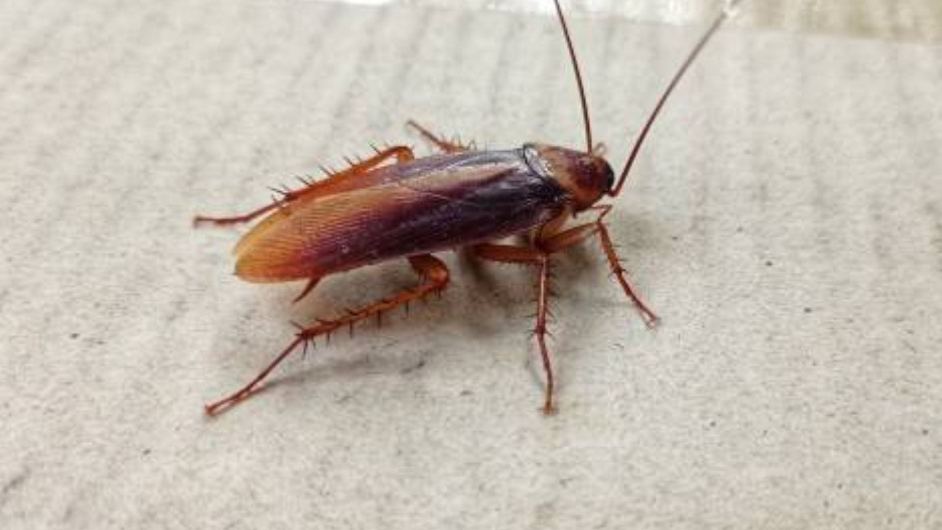 Με υλικά από το ντουλάπι σας: Τι μπορείτε να κάνετε για να απομακρύνετε τις κατσαρίδες από το σπίτι