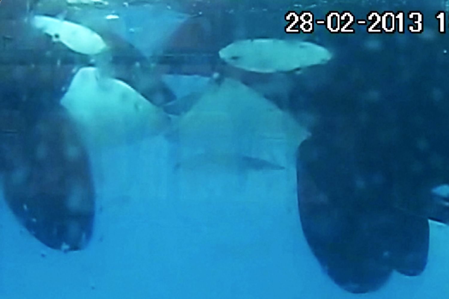 Σπάνια εικόνα: Άγριες όρκες ανταλλάσσουν φιλί σε βίντεο για πρώτη φορά