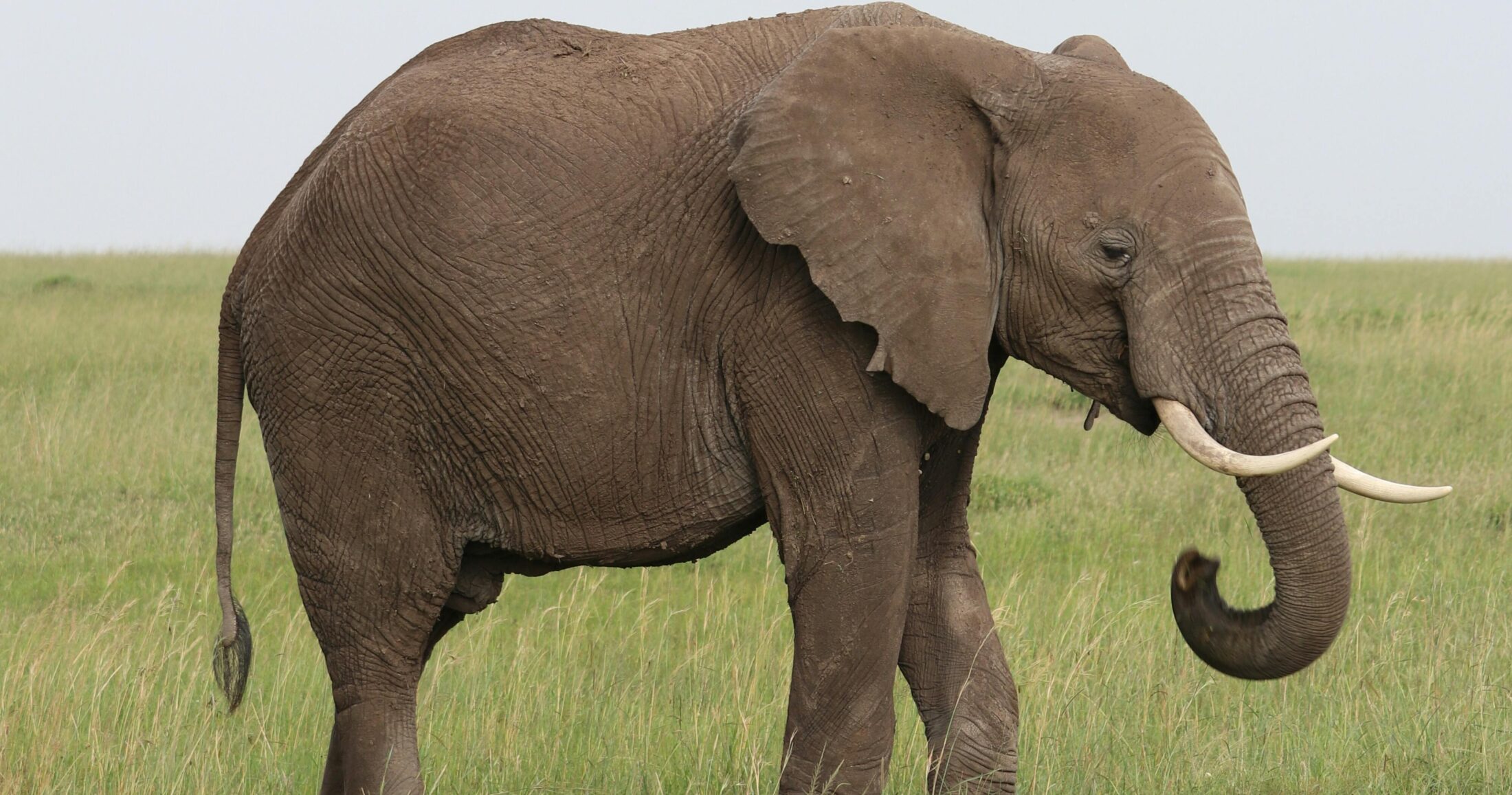 Ζάμπια: Νεκρές δύο τουρίστριες μετά από επίθεση ελέφαντα σε εθνικό πάρκο