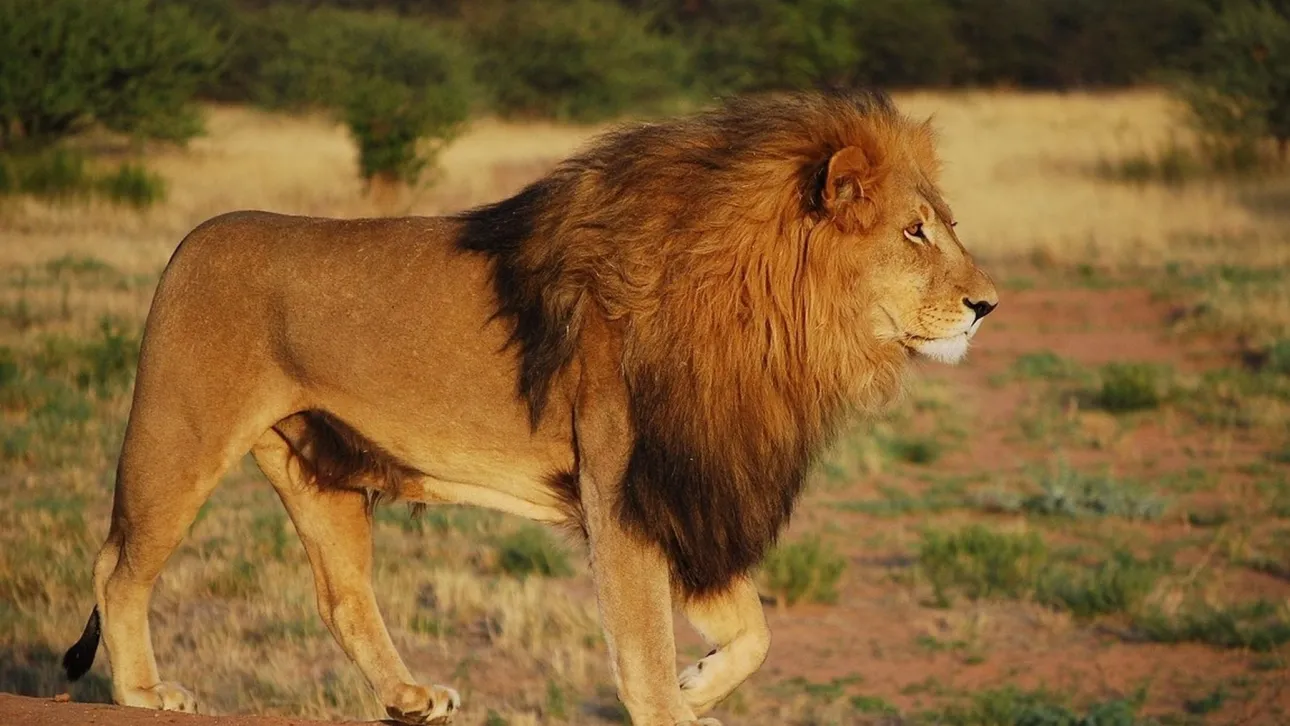 Πακιστάν: Η στιγμή που λιοντάρι επιτίθεται σε γυναίκα με δύο παιδιά στην Λαχώρη – Δείτε βίντεο