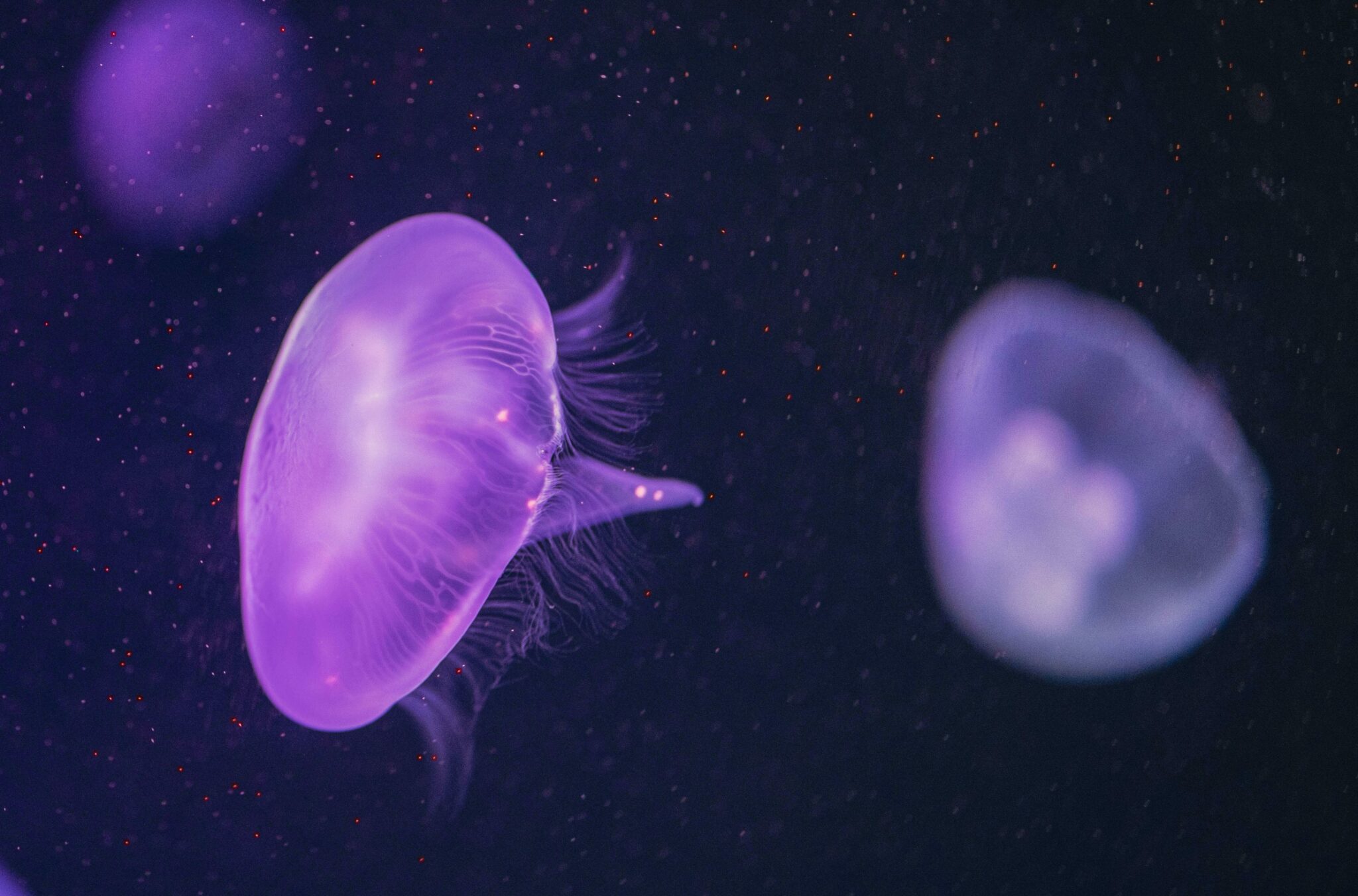 Γέμισαν από μωβ μέδουσες οι παραλίες της Εύβοιας: «Ο πόνος ήταν αφόρητος» είπε λουόμενος που τον τσίμπησε