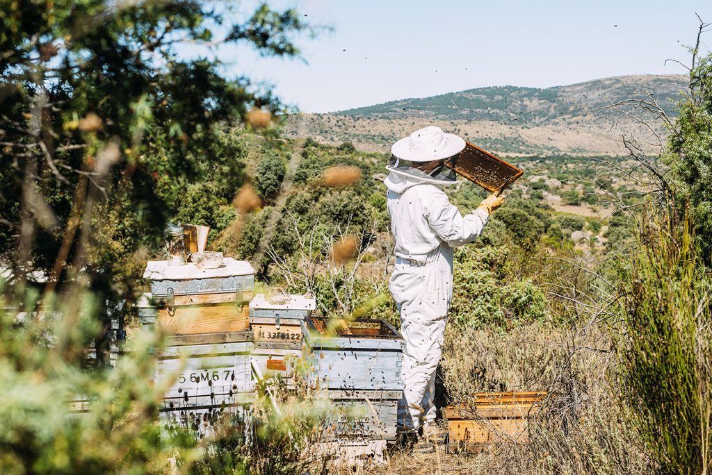 Συνελήφθη μελισσοκόμος στην Αλυκή Βοιωτίας – Κατηγορείται για την πρόκληση πυρκαγιάς στην περιοχή