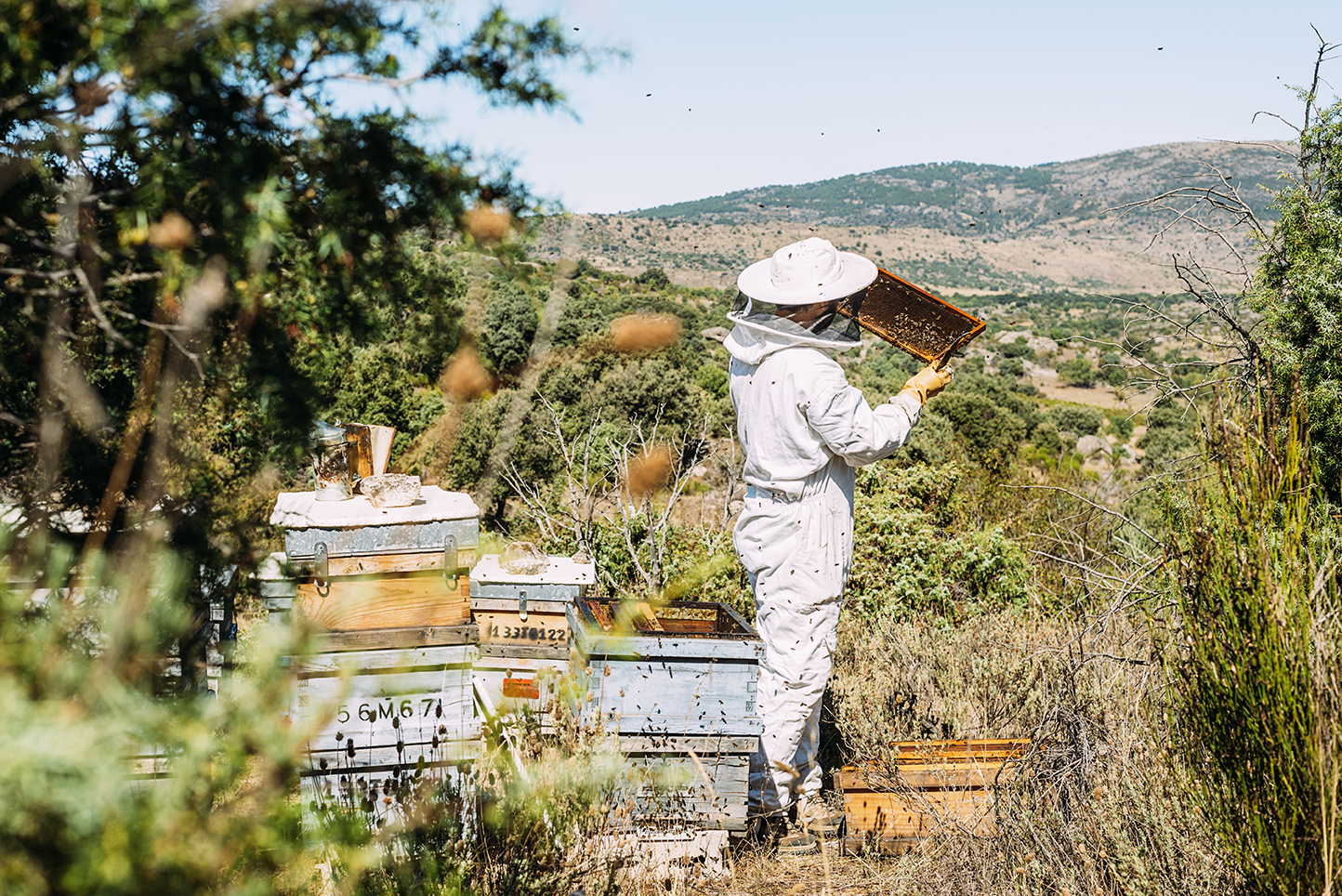Συνελήφθη μελισσοκόμος στην Αλυκή Βοιωτίας – Κατηγορείται για την πρόκληση πυρκαγιάς στην περιοχή