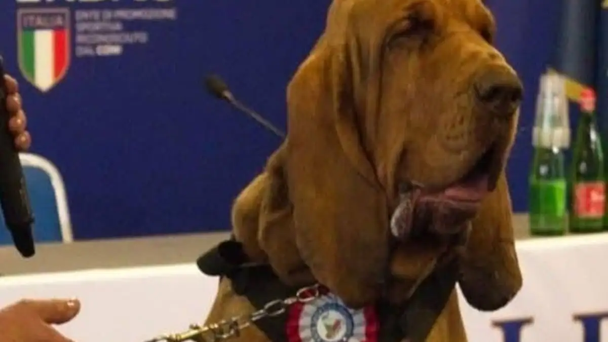 Οργή στην Ιταλία: Tάισαν σκύλο διασώστη λουκάνικα με καρφιά! – Η αντίδραση της Τ.Μελόνι