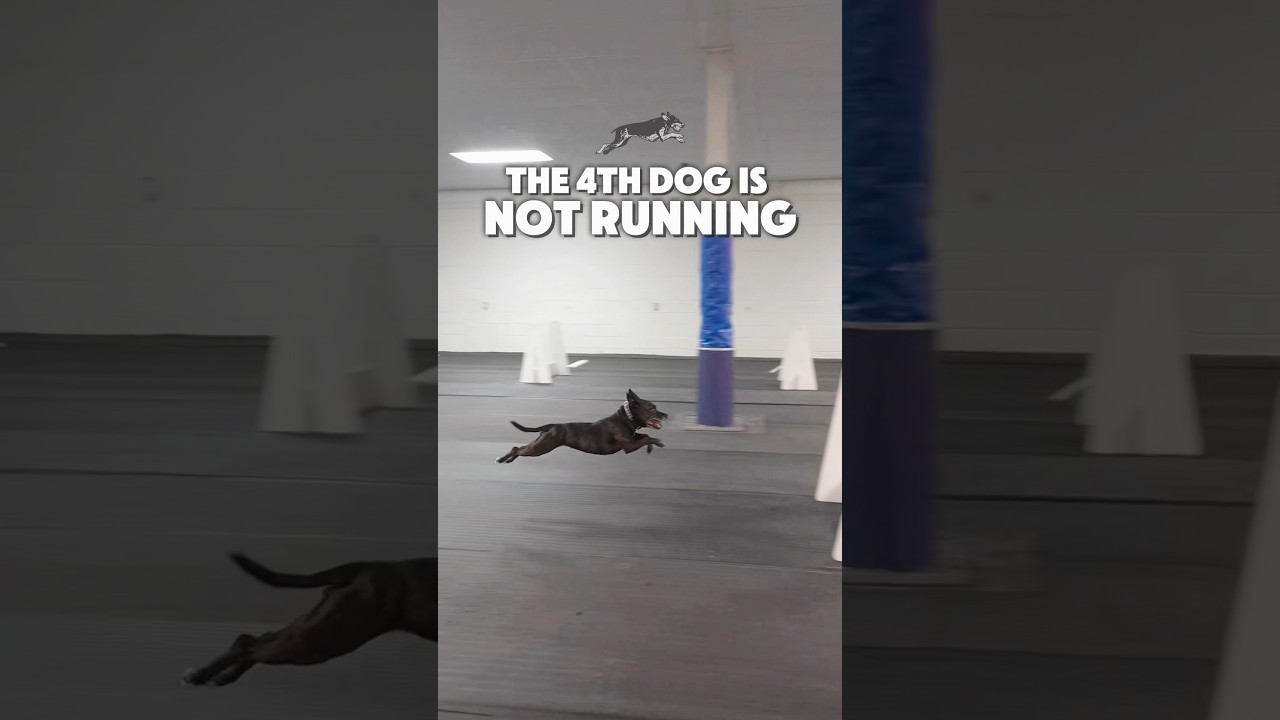 Βίντεο: Απίστευτος σκύλος – Δεν τρέχει αλλά «πετάει»