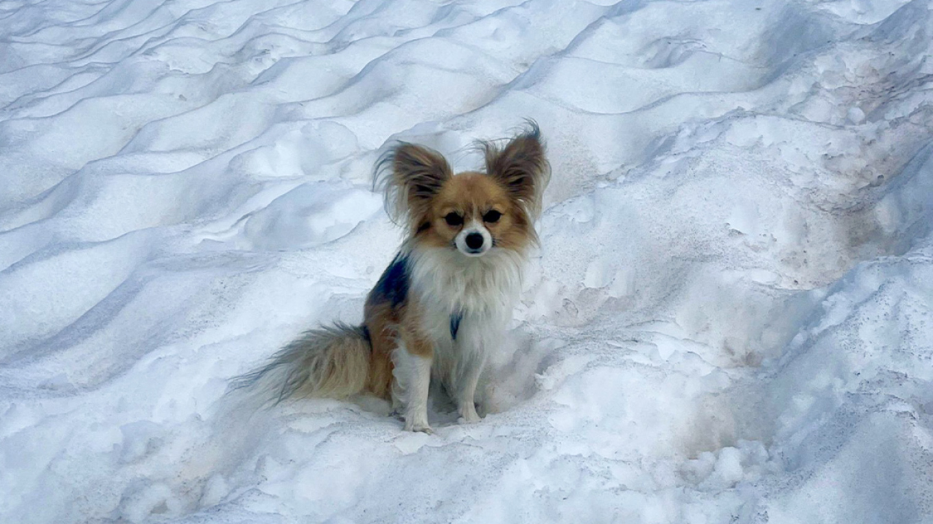 Ηρωική διάσωση για πεζοπόρο που έπεσε σε χαράδρα των ελβετικών Άλπεων με πρωταγωνιστή ένα… τσιουάουα!
