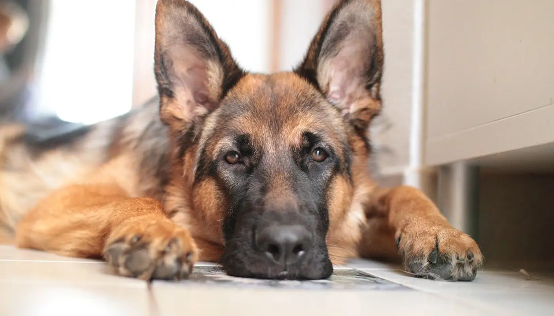 Βίντεο: Οδηγός στο Βέλγιο σκότωσε τον σκύλο του σέρνοντάς τον για χιλιόμετρα