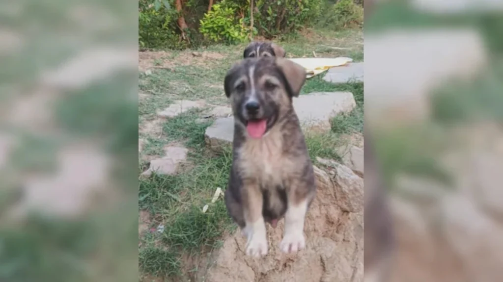 Ινδία: Σκύλος 5 μηνών έσωσε 67 άτομα – Άρχισε να γαβγίζει πριν από μία ολέθρια κατολίσθηση