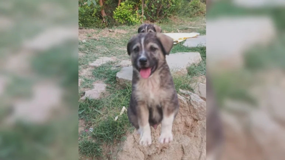 Ινδία: Σκύλος 5 μηνών έσωσε 67 άτομα – Άρχισε να γαβγίζει πριν από μία ολέθρια κατολίσθηση