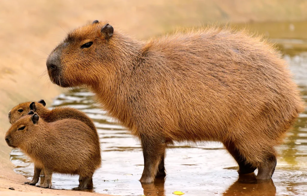 Οι βασιλιάδες της βουτιάς: Τα τρωκτικά Capybaras σε αποστολή επιβίωσης (βίντεο)