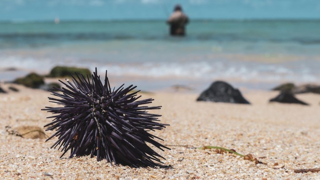 Πατήσατε αχινό; – Δείτε τι να κάνετε για να αφαιρέσετε τα αγκάθια του
